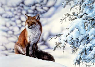 Red Fox an acrylic painting by wildlife artist Danny O'Driscoll