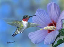 Rose of Sharon and Hummer an acrylic painting by wildlife artist Danny O'Driscoll