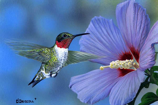 Rose of Sharon and Hummer an acrylic painting by wildlife artist Danny O'Driscoll