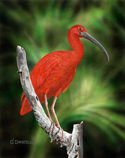 Scarlet Ibis an acrylic painting by wildlife artist Danny O'Driscoll