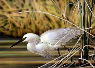 Snowy Egret an acrylic painting by wildlife artist Danny O'Driscoll