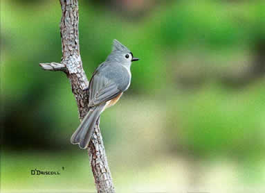 Tufted Titmouse an acrylic painting by wildlife artist Danny O'Driscoll