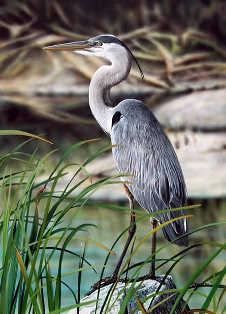 Watching and Waiting -Great Blue Heron an acrylic painting by wildlife artist Danny O'Driscoll