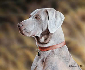 Weimaraner an acrylic painting by wildlife artist Danny O'Driscoll