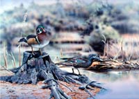 Wood duck Pair-acrylic painting by wildlife artist Danny O'Driscoll