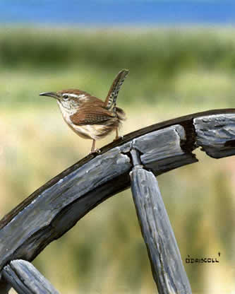 Old Times-Wren an acrylic painting by Wildlife Artist Danny O'Driscoll