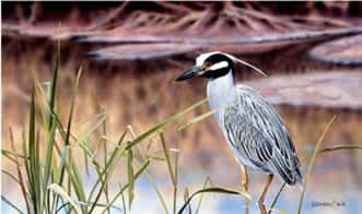 Yellow Crowned Night Heron an acrylic painting by wildlife artist Danny O'Driscoll