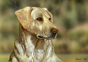Yellow Lab-Buddy an acrylic painting by wildlife artist Danny O'Driscoll