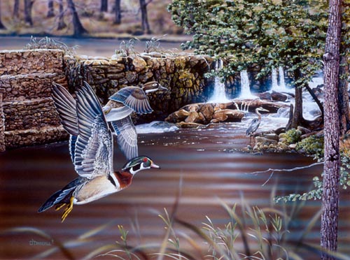 Pond Woodies-Comin' Home-acrylic painting by wildlife artist Danny O'Driscoll