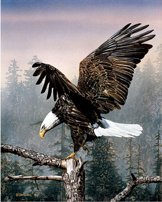 "Life in the Balance" - American Bald Eagle prints - by Wildlife Artist Danny O'Driscoll
