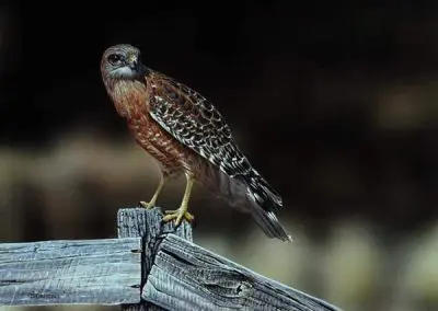 Red Shouldered Hawk
