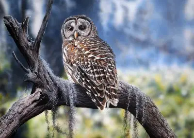 Barred Owl