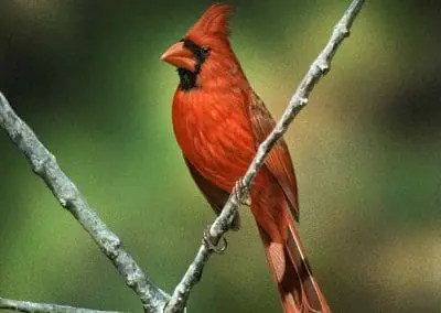 Cardinal