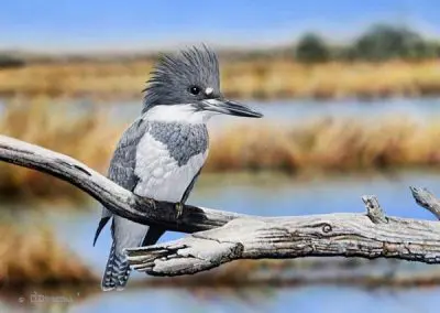 Coastal King Male Kingfisher