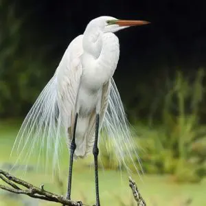 Duck Weed Egret