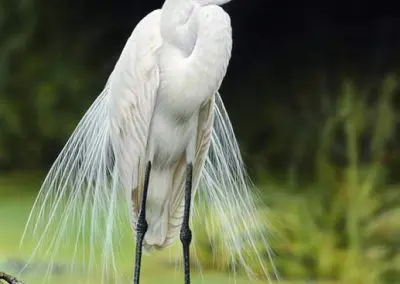 Duck Weed Egret