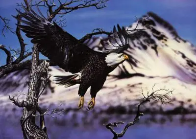 Bald Eagle In Flight