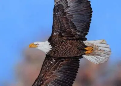 "Flying Free"