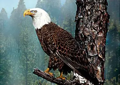Forest Monarch