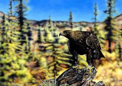 Golden Eagle Alaska