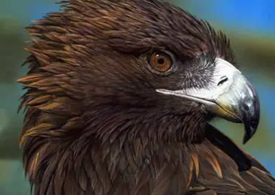 "Eagle Eye"