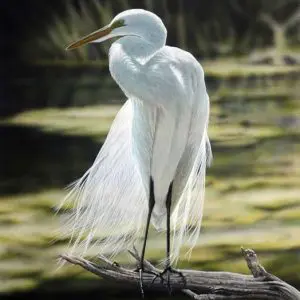 Highlights - Great Egret