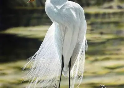 Highlights - Great Egret