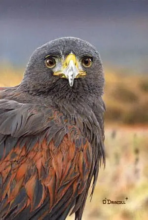 Harris Hawk