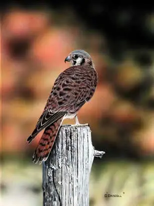 Kestrel Female