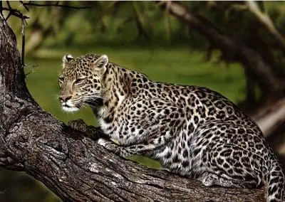 Leopard