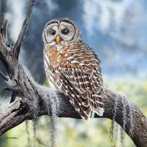 Barred Owl