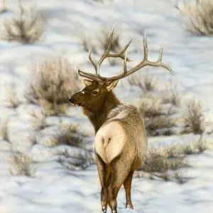 Elk