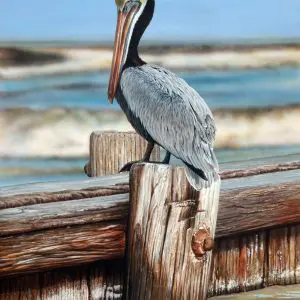 Brown Pelican on Post