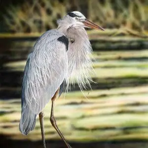 Great Blue
