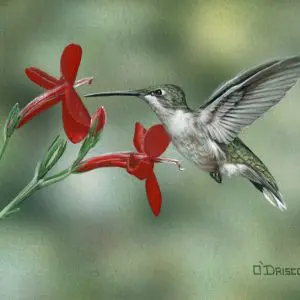 Hummer Female 6x9