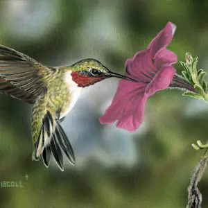 Ruby throated Hummer Male