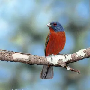 Painted Bunting Male