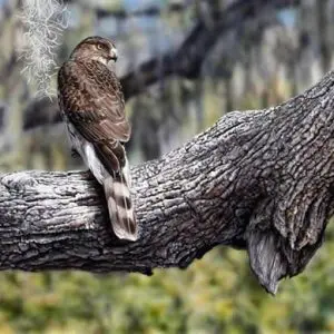 Cooper's Hawk