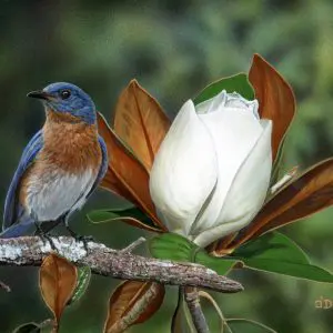 Bluebird and Magnolia Blossom