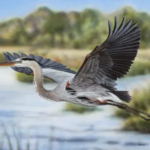 Great Blue Heron Takes Flight