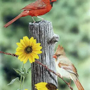 Cardinals and Black eyed susans