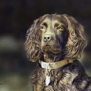 Boykin Spaniel