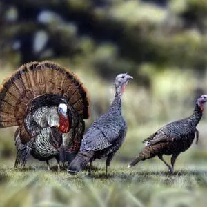 Eastern Wild Turkeys