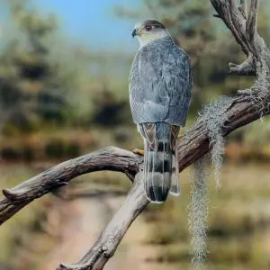 The Road Less Traveled Coopers Hawk