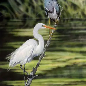 Egret and Tri Color Heron