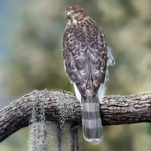 Juvenile Coopers Hawk