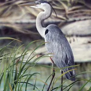 Watching and Waiting Great Blue heron