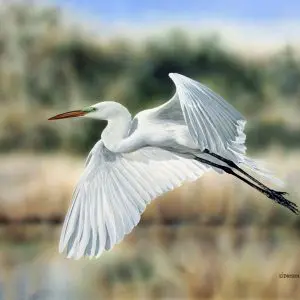 Great White Egret Fling over Salt Marsh