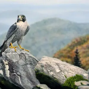 Blue Ridge Peregrine