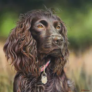 Boykin Spaniel